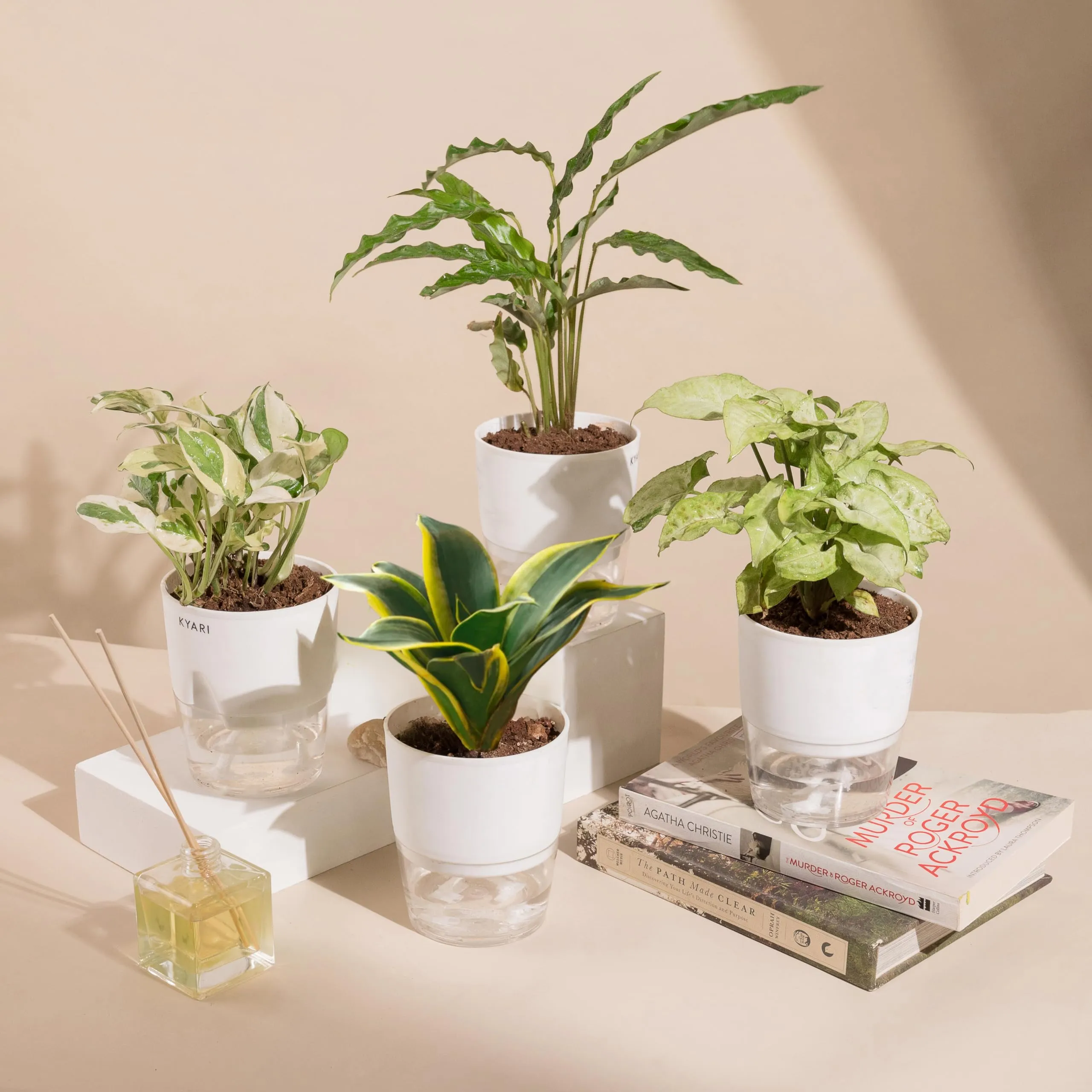 KYARI C Rufibarba-Golden Snake-Money N'Joy-Pixie White Combo of 4 Indoor Plants for Living Room | Live Plants | Plants with White Pot for Home Air purifier plants | Plants for Home Decor & Garden