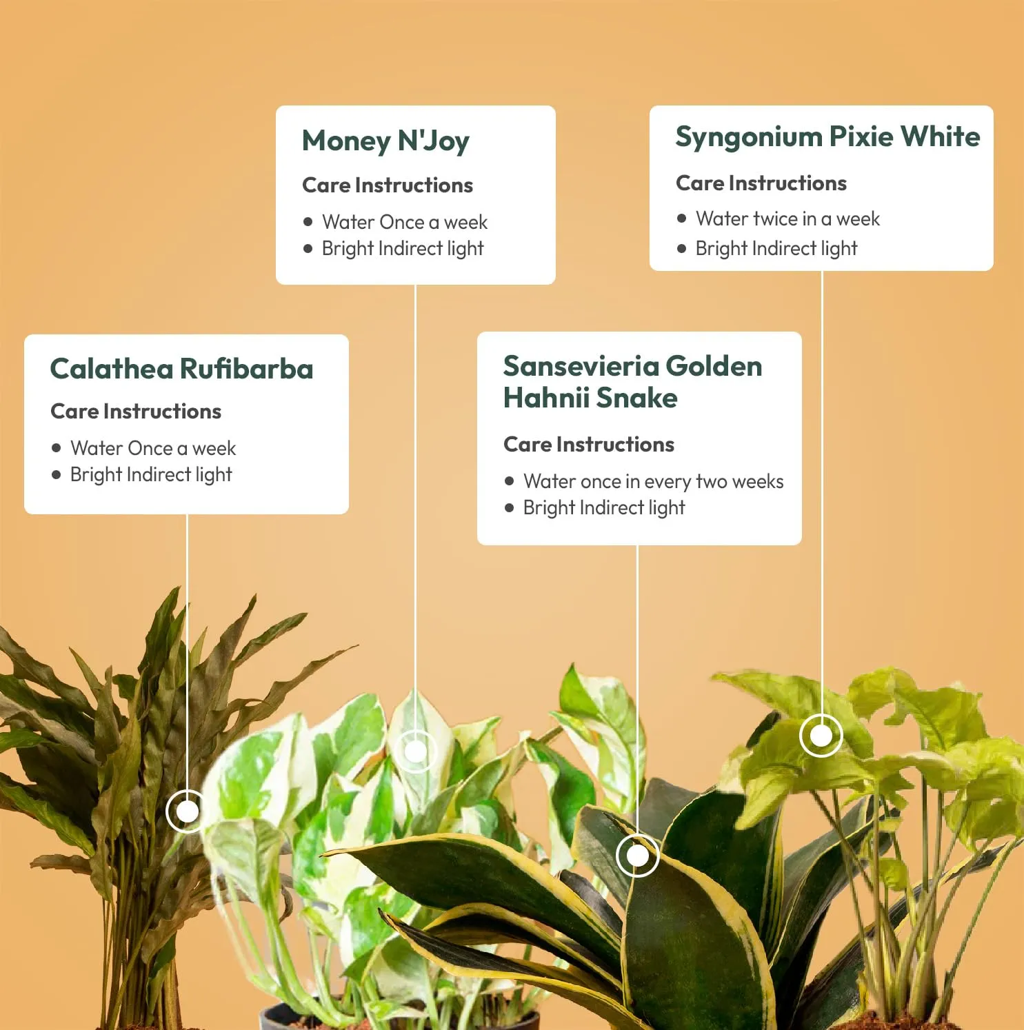 KYARI C Rufibarba-Golden Snake-Money N'Joy-Pixie White Combo of 4 Indoor Plants for Living Room | Live Plants | Plants with White Pot for Home Air purifier plants | Plants for Home Decor & Garden