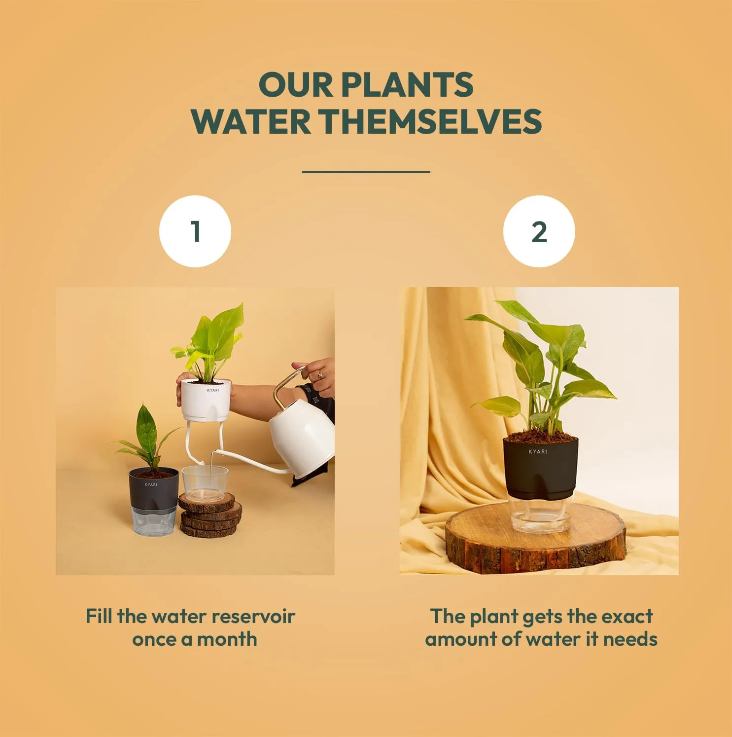 KYARI C Rufibarba-Golden Snake-Money N'Joy-Pixie White Combo of 4 Indoor Plants for Living Room | Live Plants | Plants with White Pot for Home Air purifier plants | Plants for Home Decor & Garden