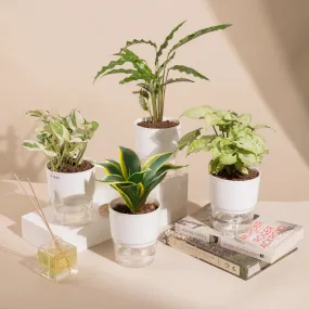 KYARI C Rufibarba-Golden Snake-Money N'Joy-Pixie White Combo of 4 Indoor Plants for Living Room | Live Plants | Plants with White Pot for Home Air purifier plants | Plants for Home Decor & Garden
