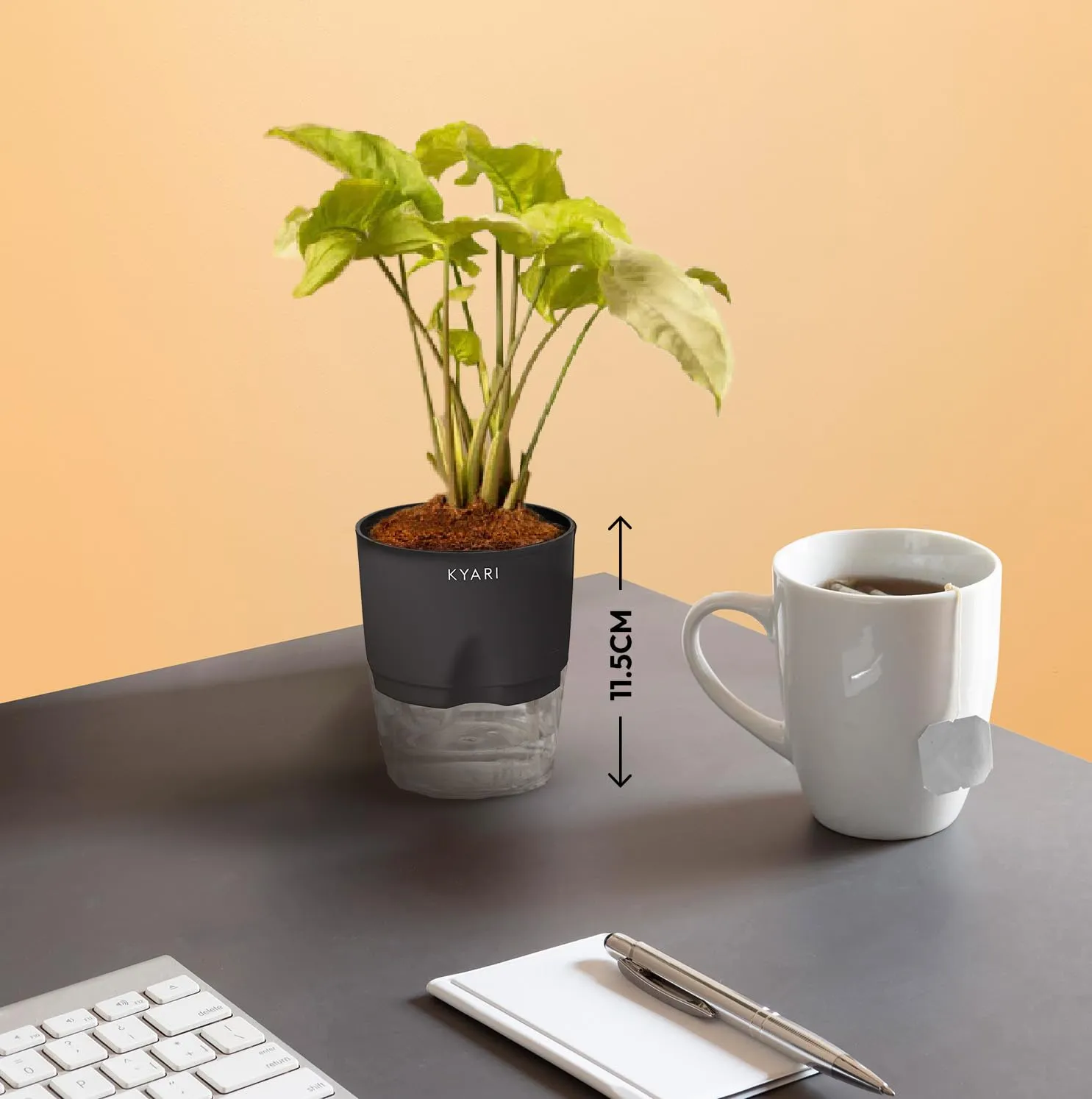 KYARI C Rufibarba-Golden Snake-Money N'Joy-Pixie White Combo of 4 Indoor Plants for Living Room | Live Plants | Plants with White Pot for Home Air purifier plants | Plants for Home Decor & Garden