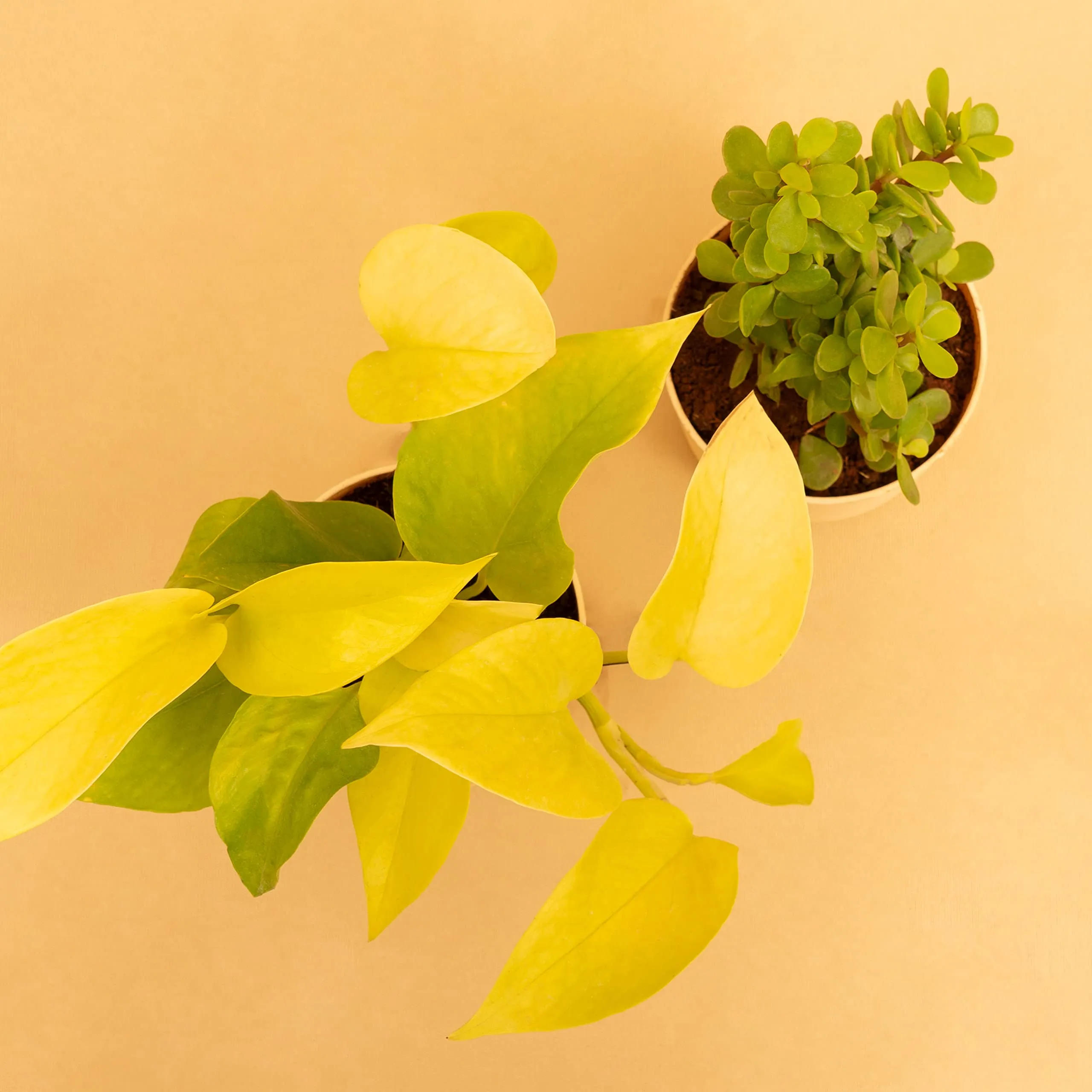 KYARI Combo of Golden Money Pothos, Good Luck Jade Live Indoor Plant with White Self-Watering Pot, Best for Living Room, Kitchen, Bedroom, & Office Table (Set of 2)