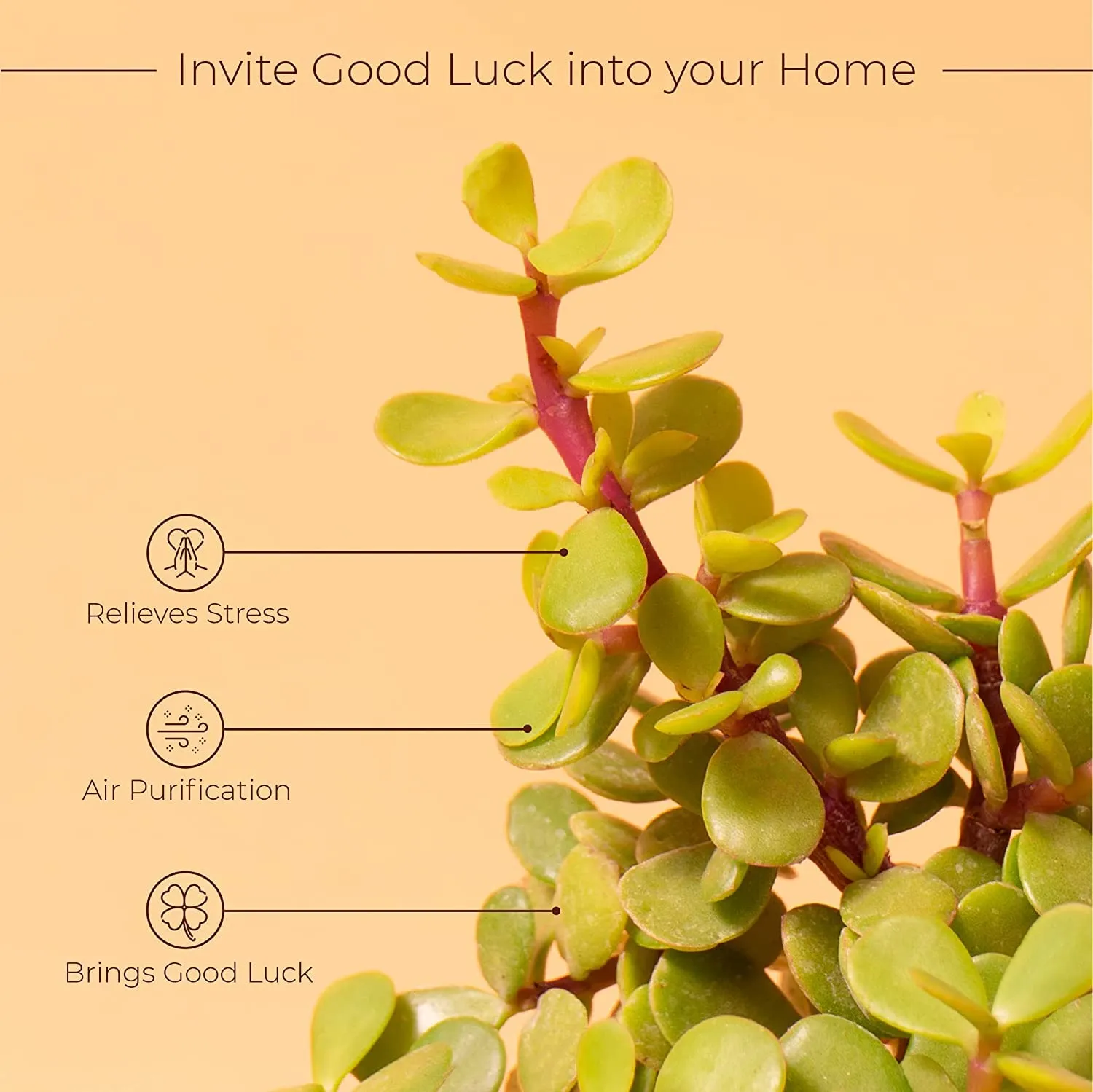 KYARI Combo of Golden Money Pothos, Good Luck Jade Live Indoor Plant with White Self-Watering Pot, Best for Living Room, Kitchen, Bedroom, & Office Table (Set of 2)