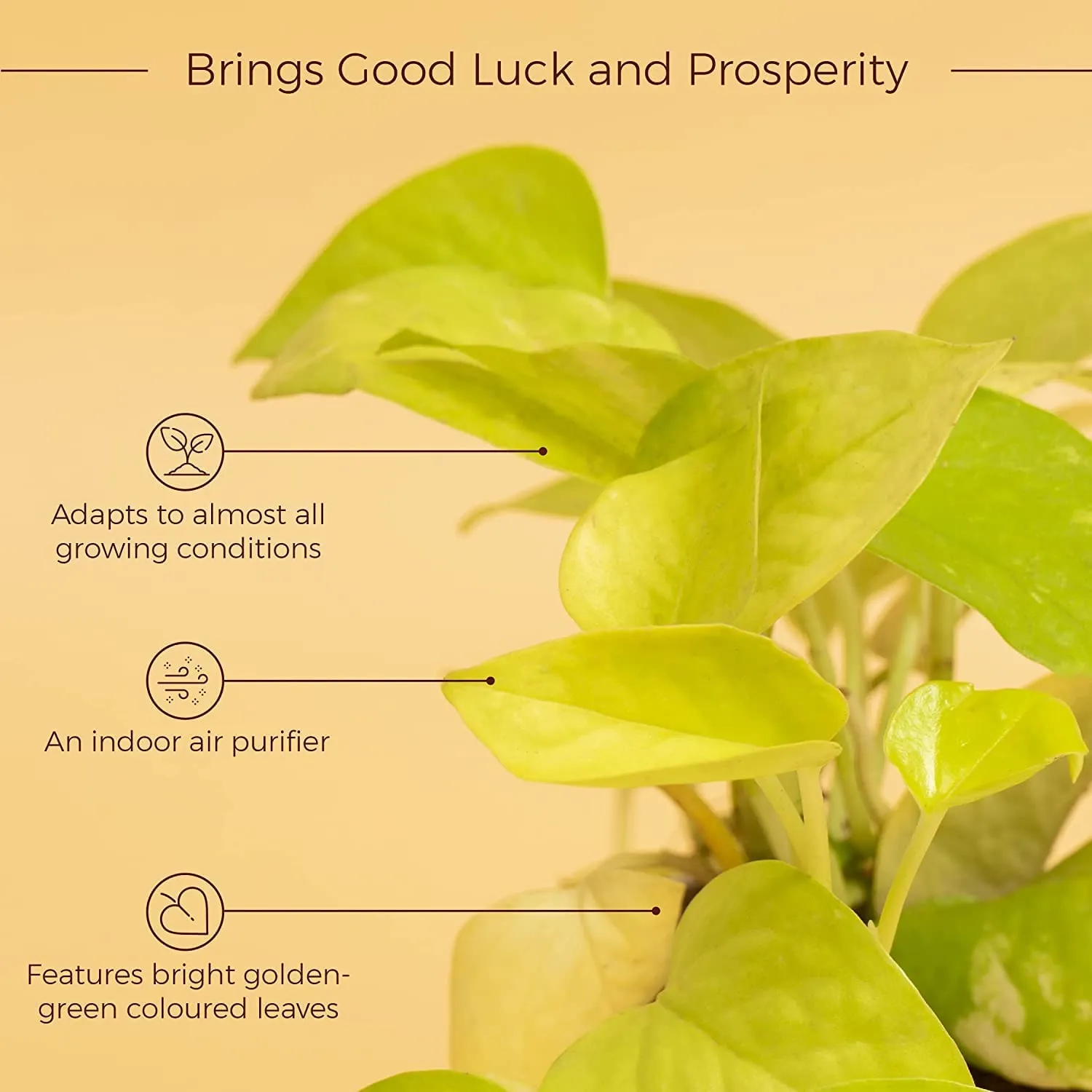KYARI Combo of Golden Money Pothos, Good Luck Jade Live Indoor Plant with White Self-Watering Pot, Best for Living Room, Kitchen, Bedroom, & Office Table (Set of 2)