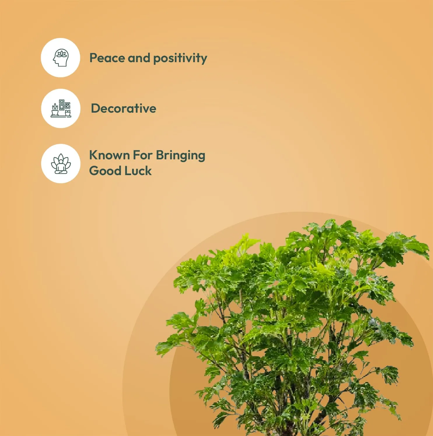 KYARI Jade-Aglaonema Lipstick-Golden Snake-Aralia Green Combo of 4 Indoor Plants for Living Room | Live Plants | Plants with White Pot for Home Air purifier plants | Plants for Home Decor & Garden