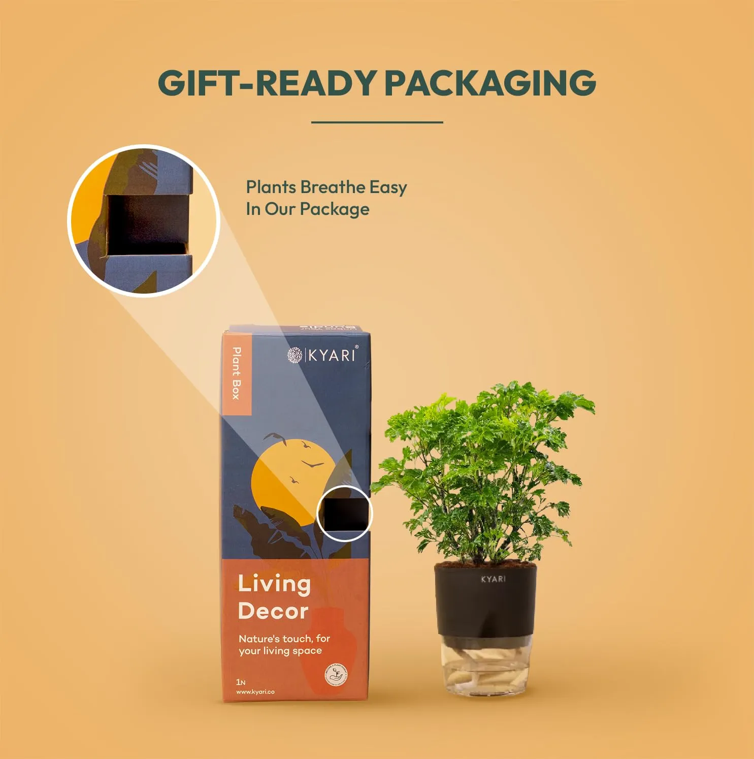 KYARI Jade-Aglaonema Lipstick-Golden Snake-Aralia Green Combo of 4 Indoor Plants for Living Room | Live Plants | Plants with White Pot for Home Air purifier plants | Plants for Home Decor & Garden