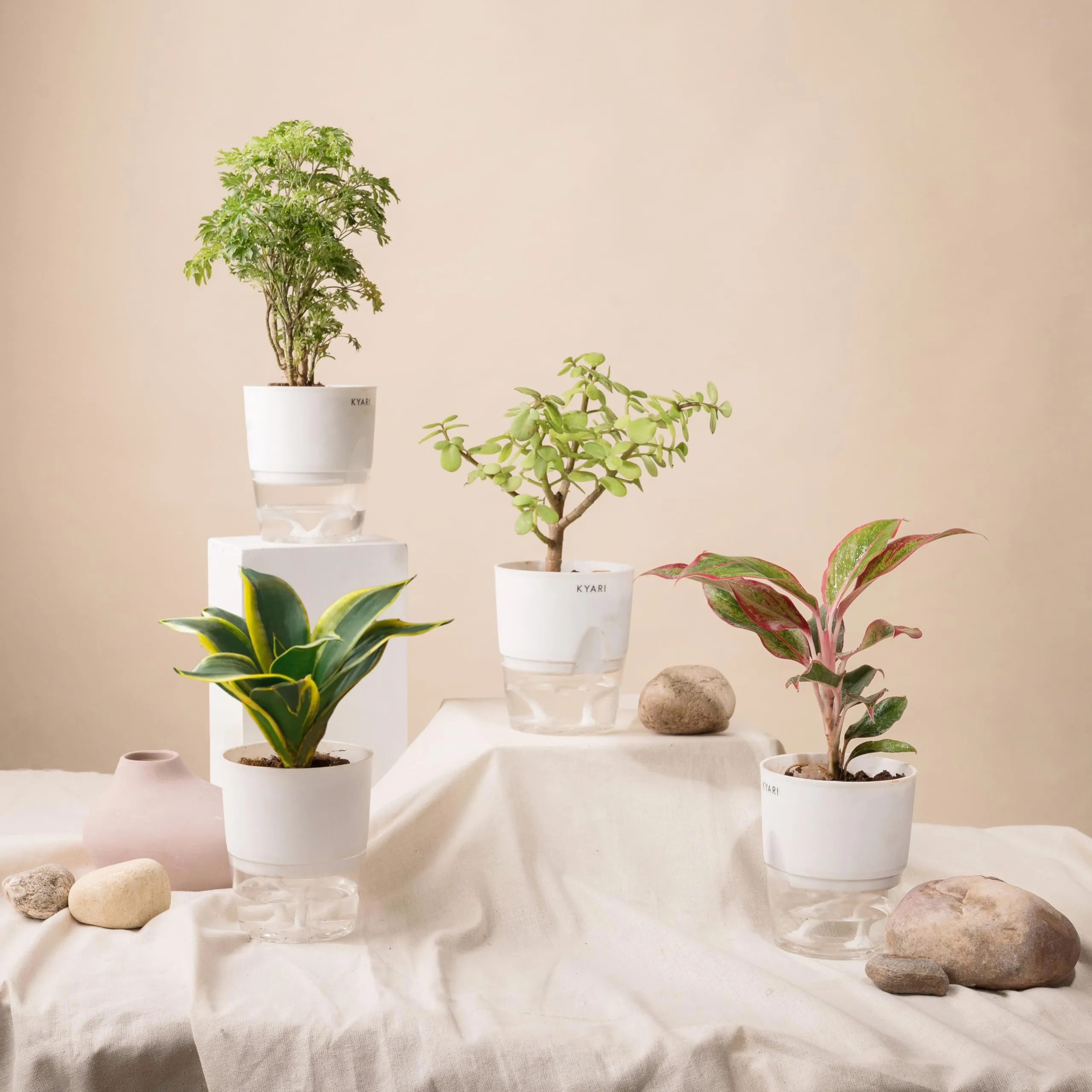 KYARI Jade-Aglaonema Lipstick-Golden Snake-Aralia Green Combo of 4 Indoor Plants for Living Room | Live Plants | Plants with White Pot for Home Air purifier plants | Plants for Home Decor & Garden