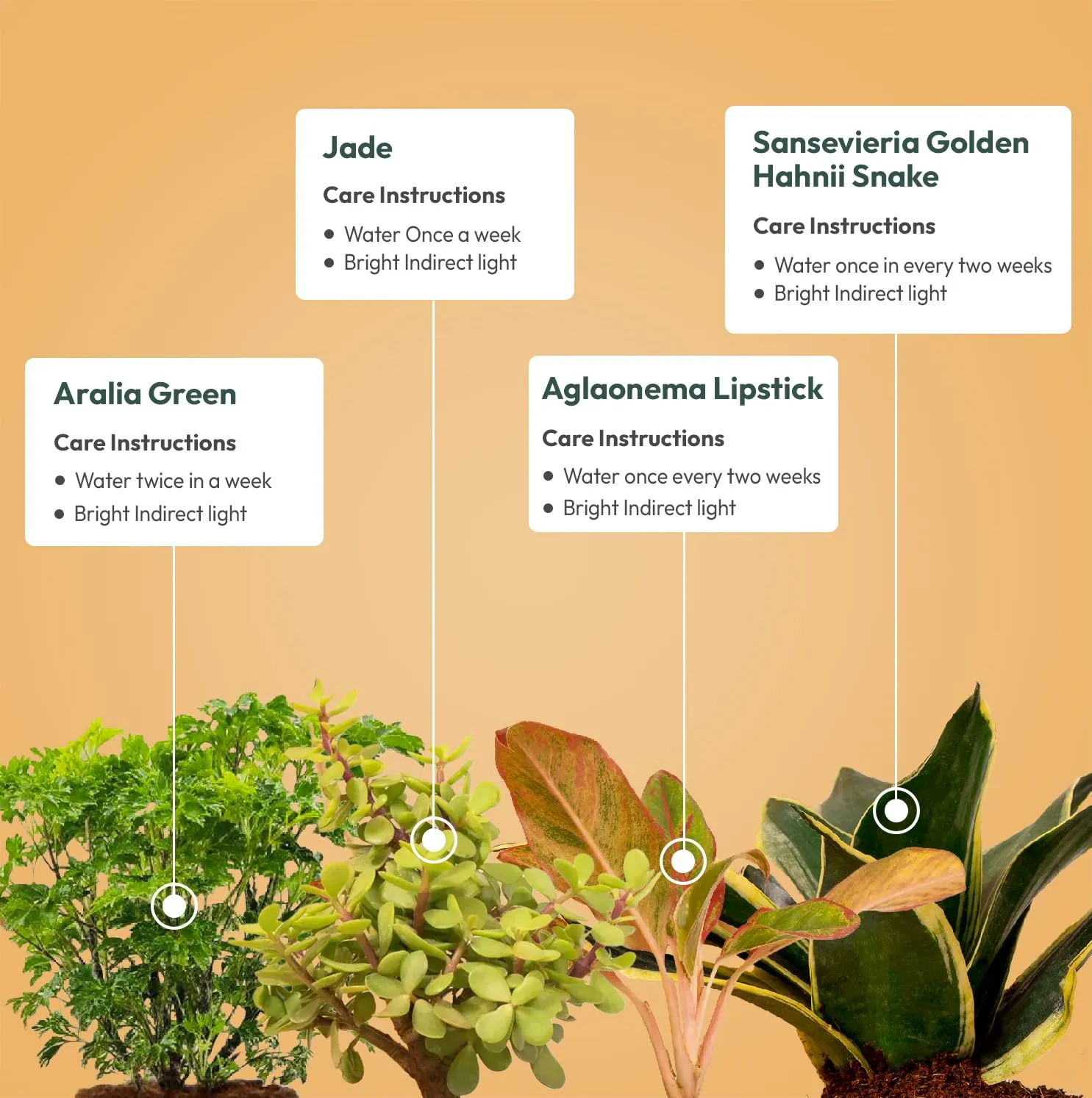 KYARI Jade-Aglaonema Lipstick-Golden Snake-Aralia Green Combo of 4 Indoor Plants for Living Room | Live Plants | Plants with White Pot for Home Air purifier plants | Plants for Home Decor & Garden