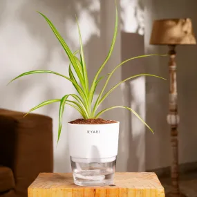 KYARI Pendanas Spider Indoor Plants for Living Room | Live Plants | Plants with White Self Watering Pot for Home | Air purifier plants | Plants for Home Decor | Plants for Garden & bedroom
