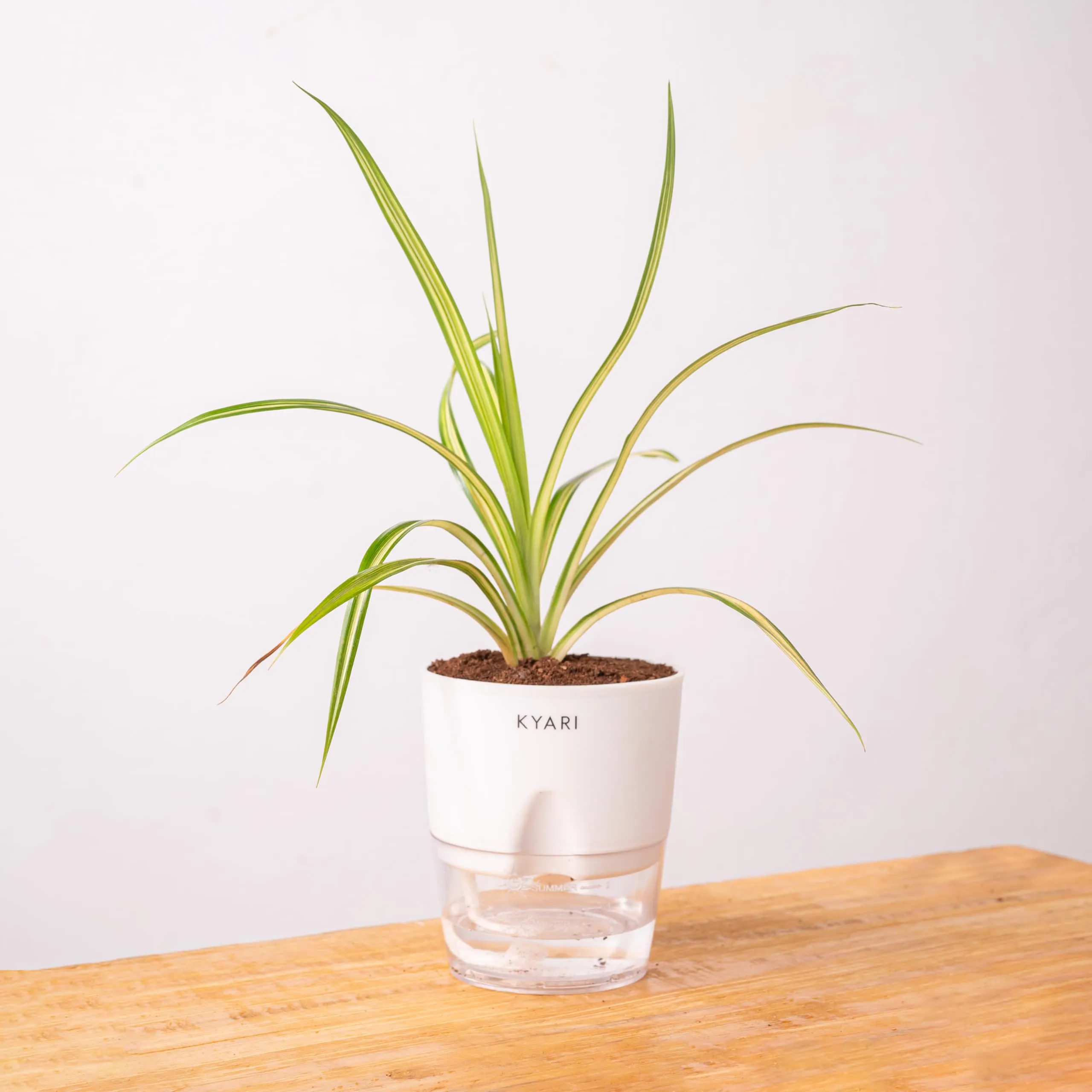 KYARI Pendanas Spider Indoor Plants for Living Room | Live Plants | Plants with White Self Watering Pot for Home | Air purifier plants | Plants for Home Decor | Plants for Garden & bedroom
