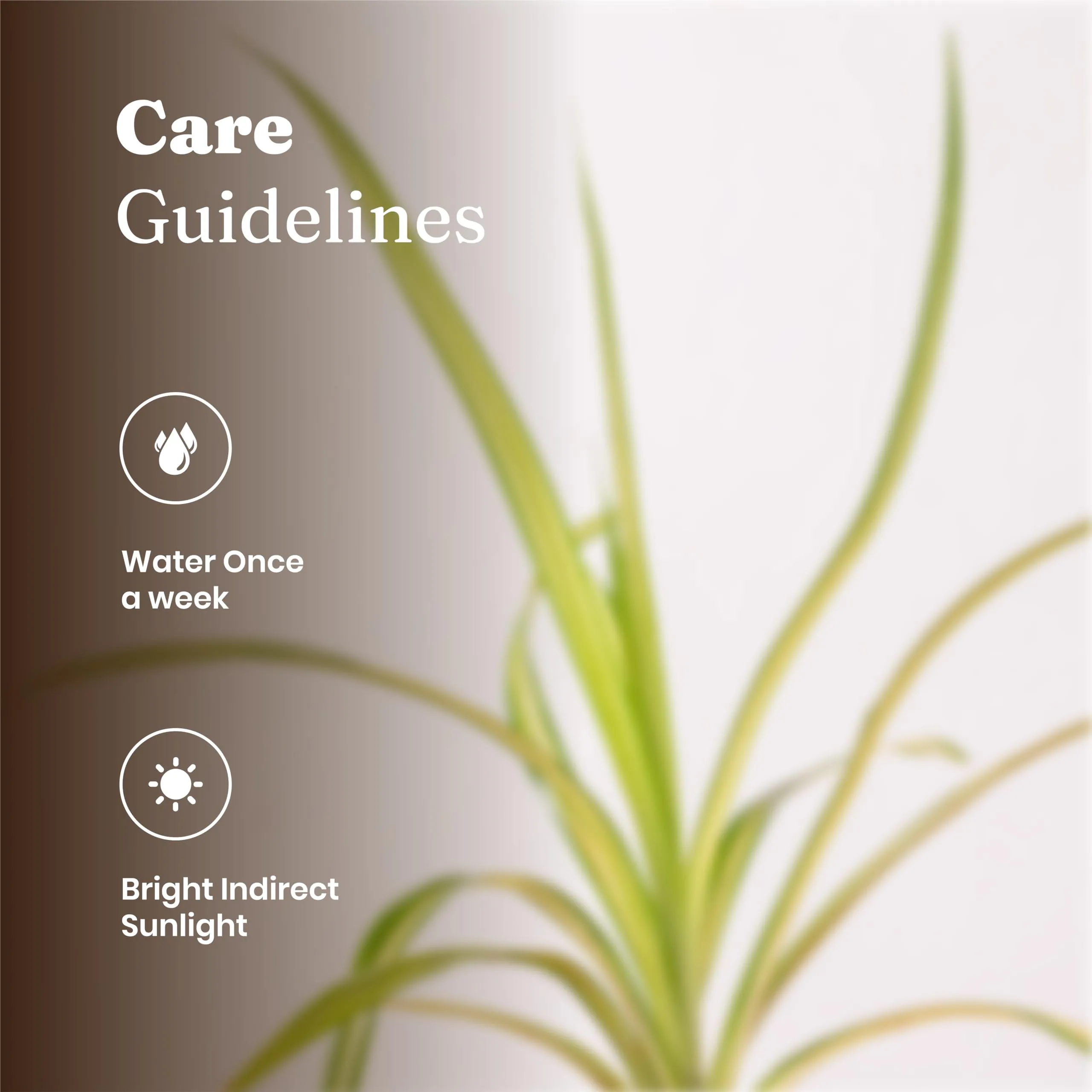 KYARI Pendanas Spider Indoor Plants for Living Room | Live Plants | Plants with White Self Watering Pot for Home | Air purifier plants | Plants for Home Decor | Plants for Garden & bedroom
