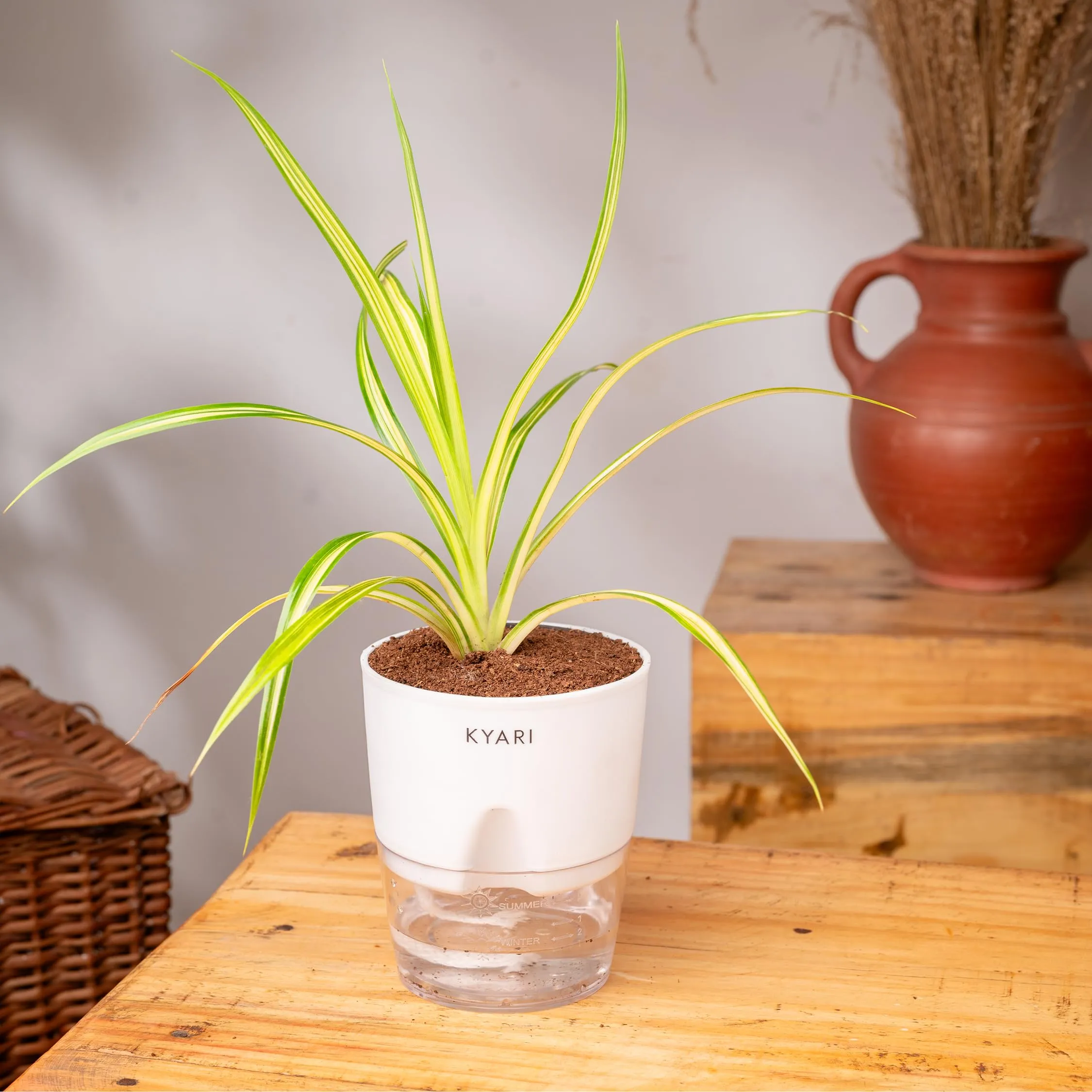 KYARI Pendanas Spider Indoor Plants for Living Room | Live Plants | Plants with White Self Watering Pot for Home | Air purifier plants | Plants for Home Decor | Plants for Garden & bedroom