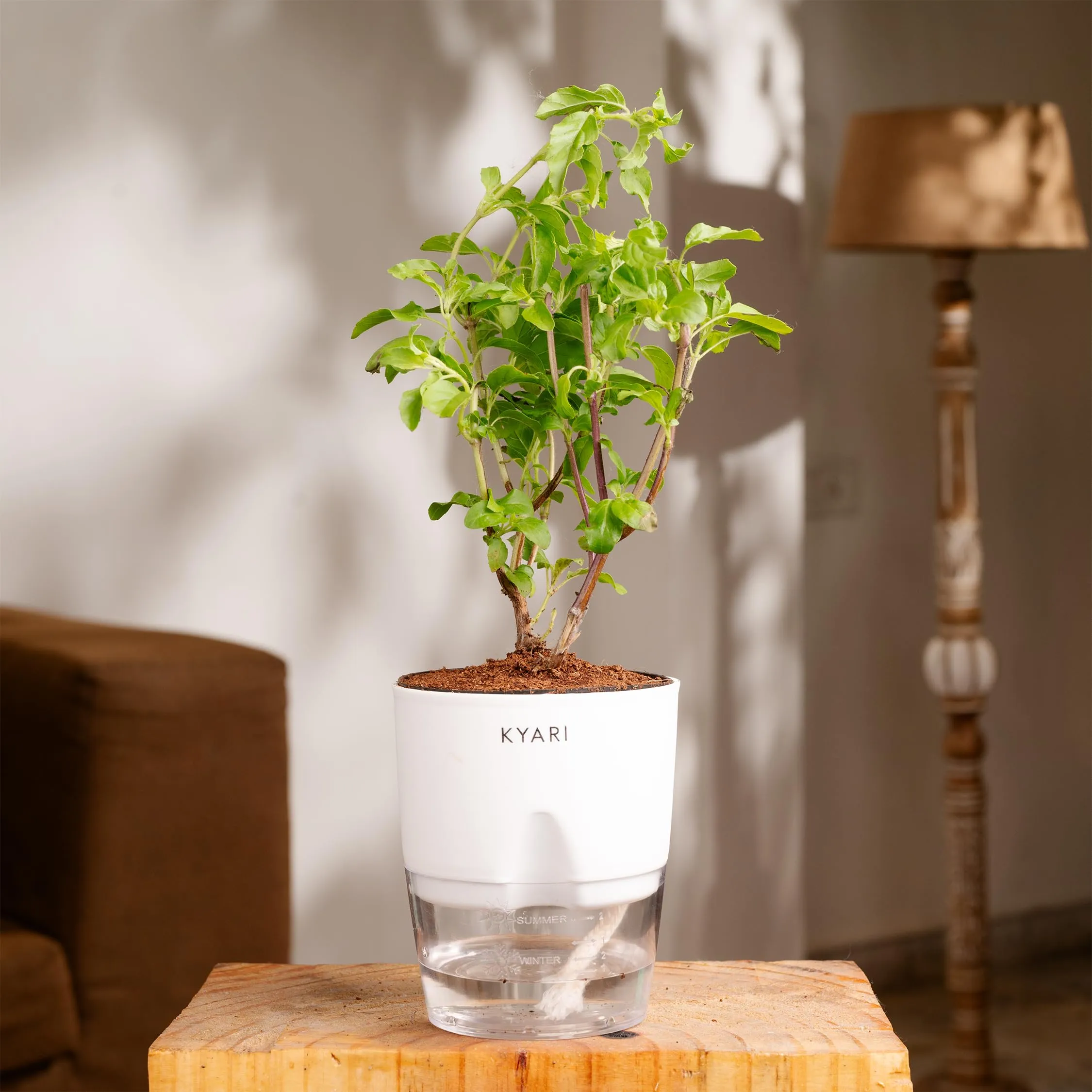 KYARI Radha Tulsi Indoor Plants for Living Room | Live Plants | Plants with White Self Watering Pot for Home | Air purifier plants | Plants for Home Decor | Plants for Garden & bedroom