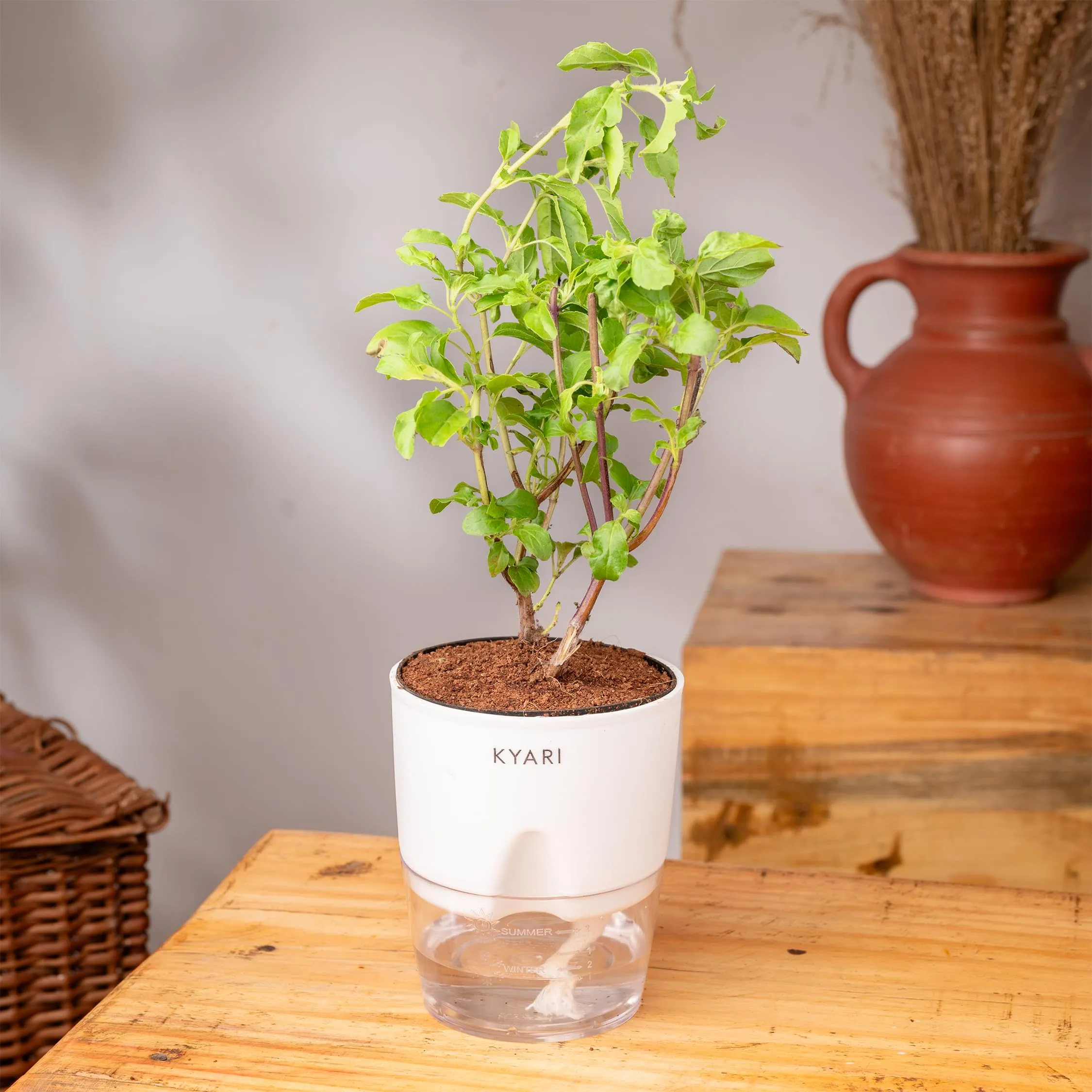 KYARI Radha Tulsi Indoor Plants for Living Room | Live Plants | Plants with White Self Watering Pot for Home | Air purifier plants | Plants for Home Decor | Plants for Garden & bedroom