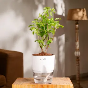 KYARI Radha Tulsi Indoor Plants for Living Room | Live Plants | Plants with White Self Watering Pot for Home | Air purifier plants | Plants for Home Decor | Plants for Garden & bedroom