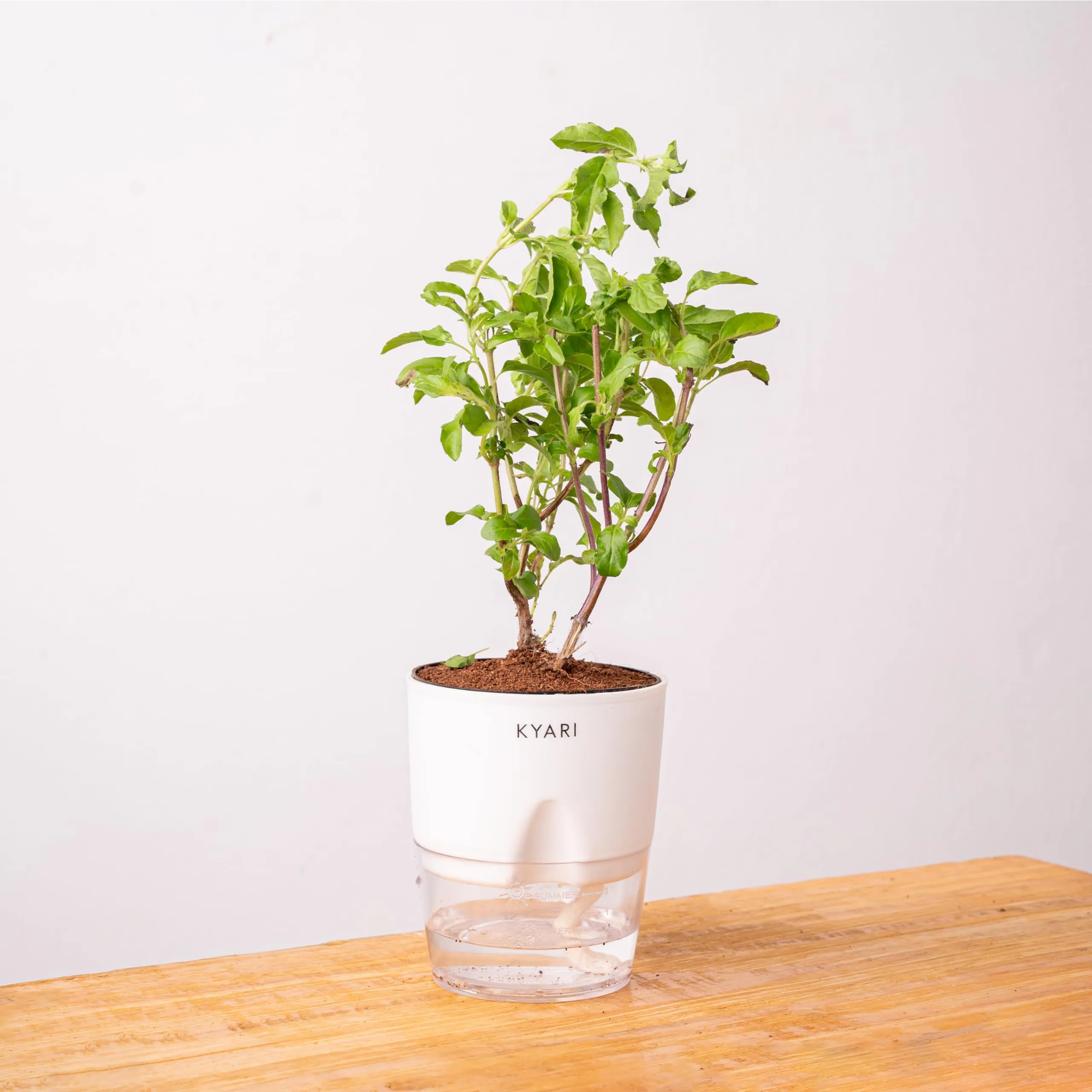 KYARI Radha Tulsi Indoor Plants for Living Room | Live Plants | Plants with White Self Watering Pot for Home | Air purifier plants | Plants for Home Decor | Plants for Garden & bedroom