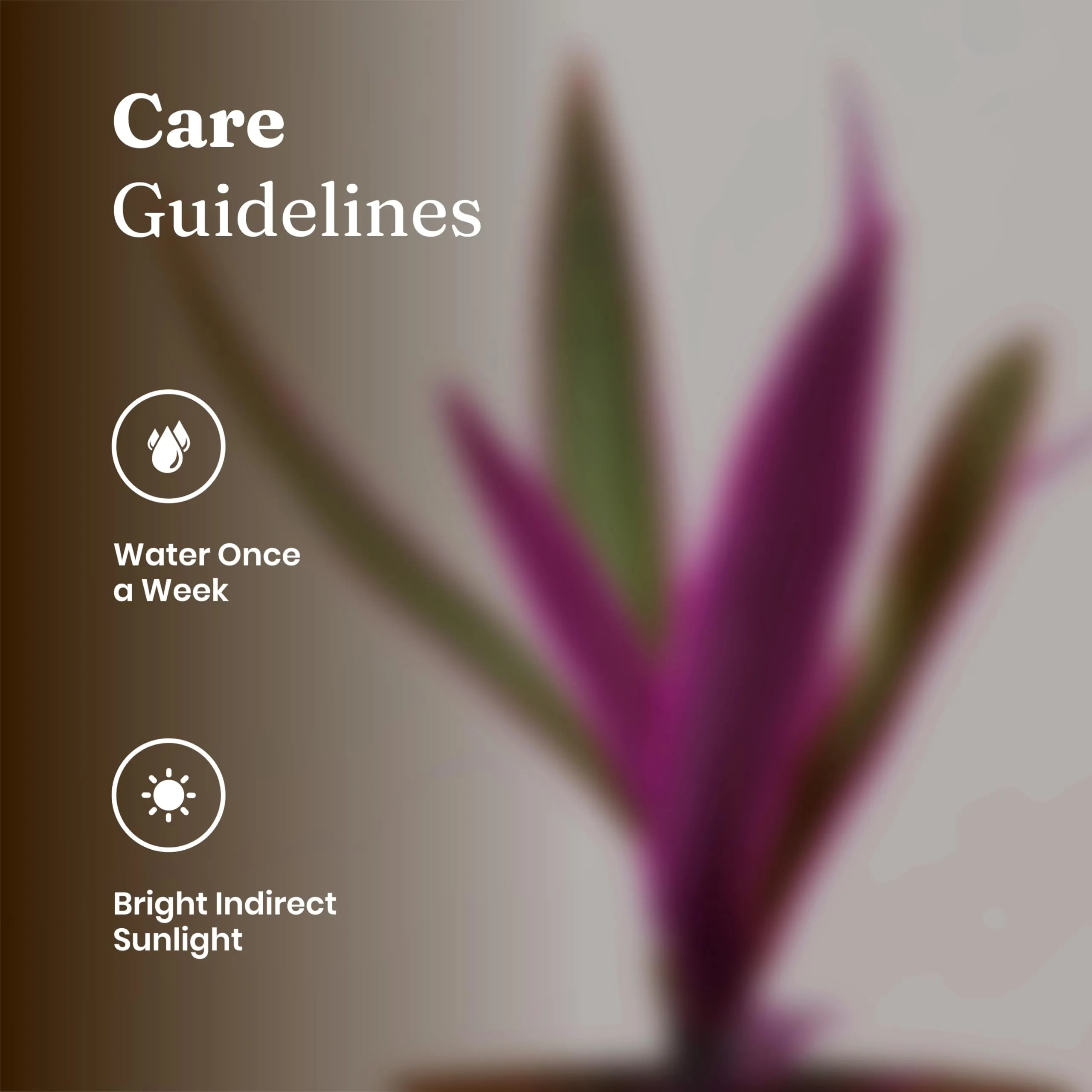 KYARI Rhoeo plant Indoor Plants for Living Room | Live Plants | Plants with White Self Watering Pot for Home | Air purifier plants | Plants for Home Decor | Plants for Garden & bedroom