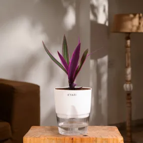 KYARI Rhoeo plant Indoor Plants for Living Room | Live Plants | Plants with White Self Watering Pot for Home | Air purifier plants | Plants for Home Decor | Plants for Garden & bedroom