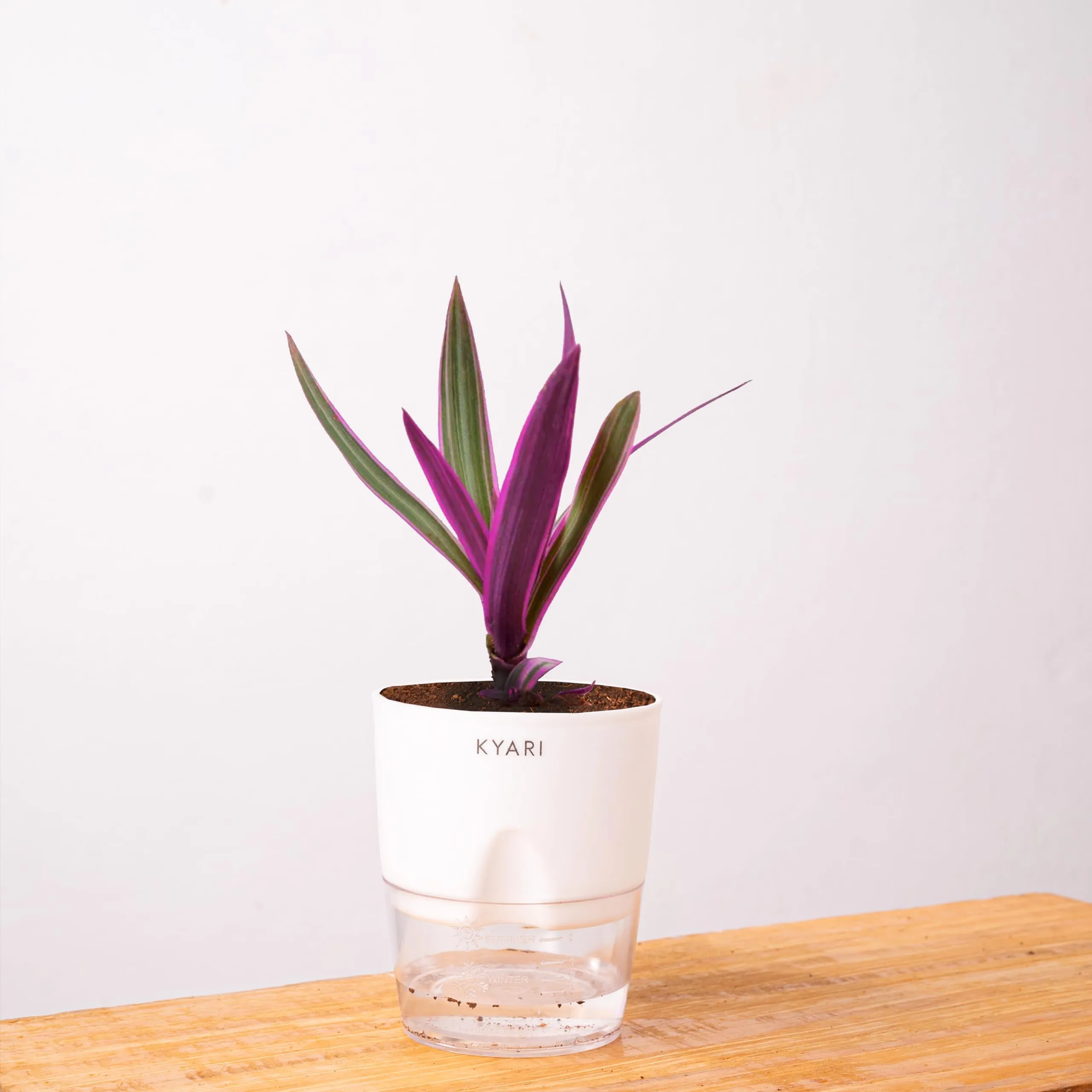 KYARI Rhoeo plant Indoor Plants for Living Room | Live Plants | Plants with White Self Watering Pot for Home | Air purifier plants | Plants for Home Decor | Plants for Garden & bedroom