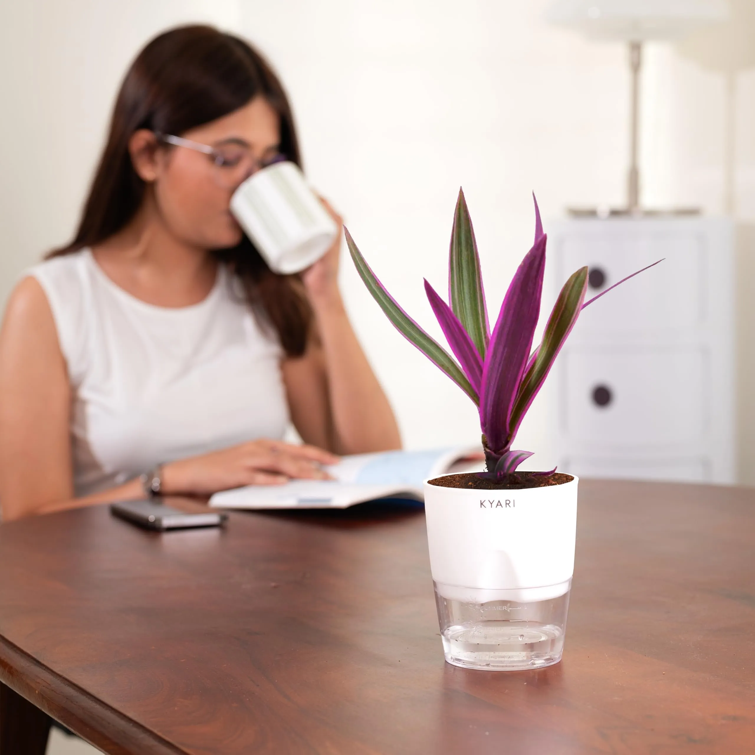 KYARI Rhoeo plant Indoor Plants for Living Room | Live Plants | Plants with White Self Watering Pot for Home | Air purifier plants | Plants for Home Decor | Plants for Garden & bedroom
