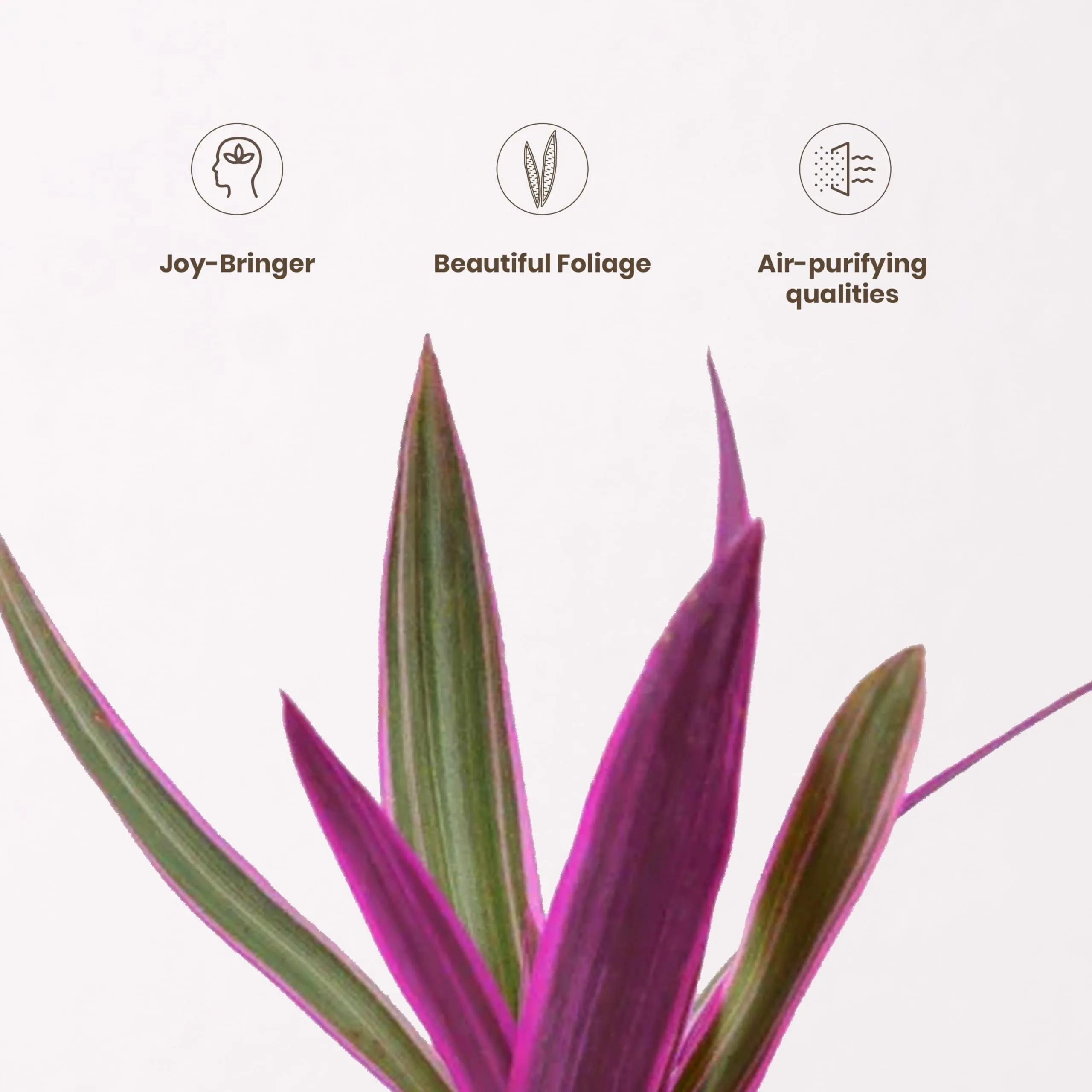 KYARI Rhoeo plant Indoor Plants for Living Room | Live Plants | Plants with White Self Watering Pot for Home | Air purifier plants | Plants for Home Decor | Plants for Garden & bedroom