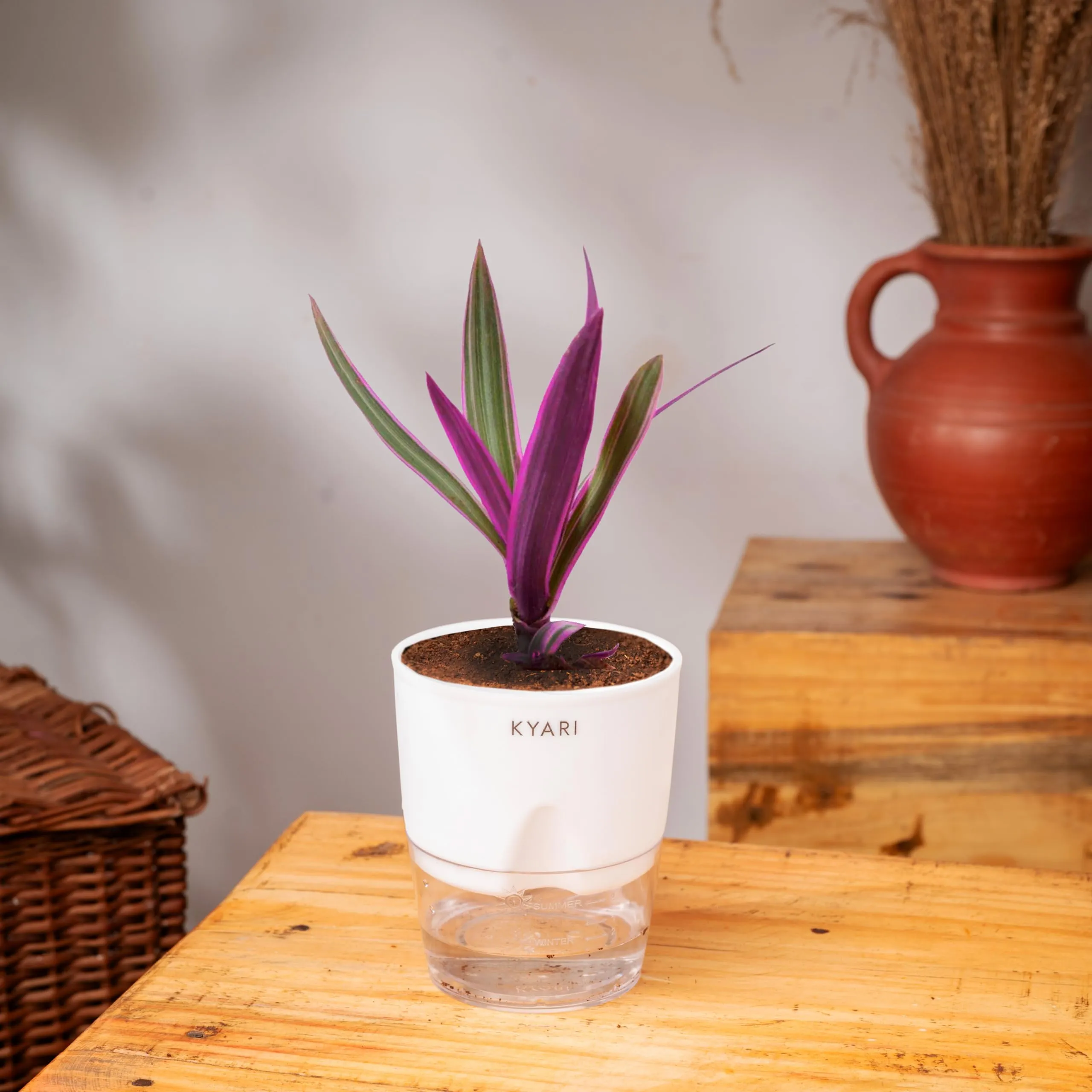 KYARI Rhoeo plant Indoor Plants for Living Room | Live Plants | Plants with White Self Watering Pot for Home | Air purifier plants | Plants for Home Decor | Plants for Garden & bedroom