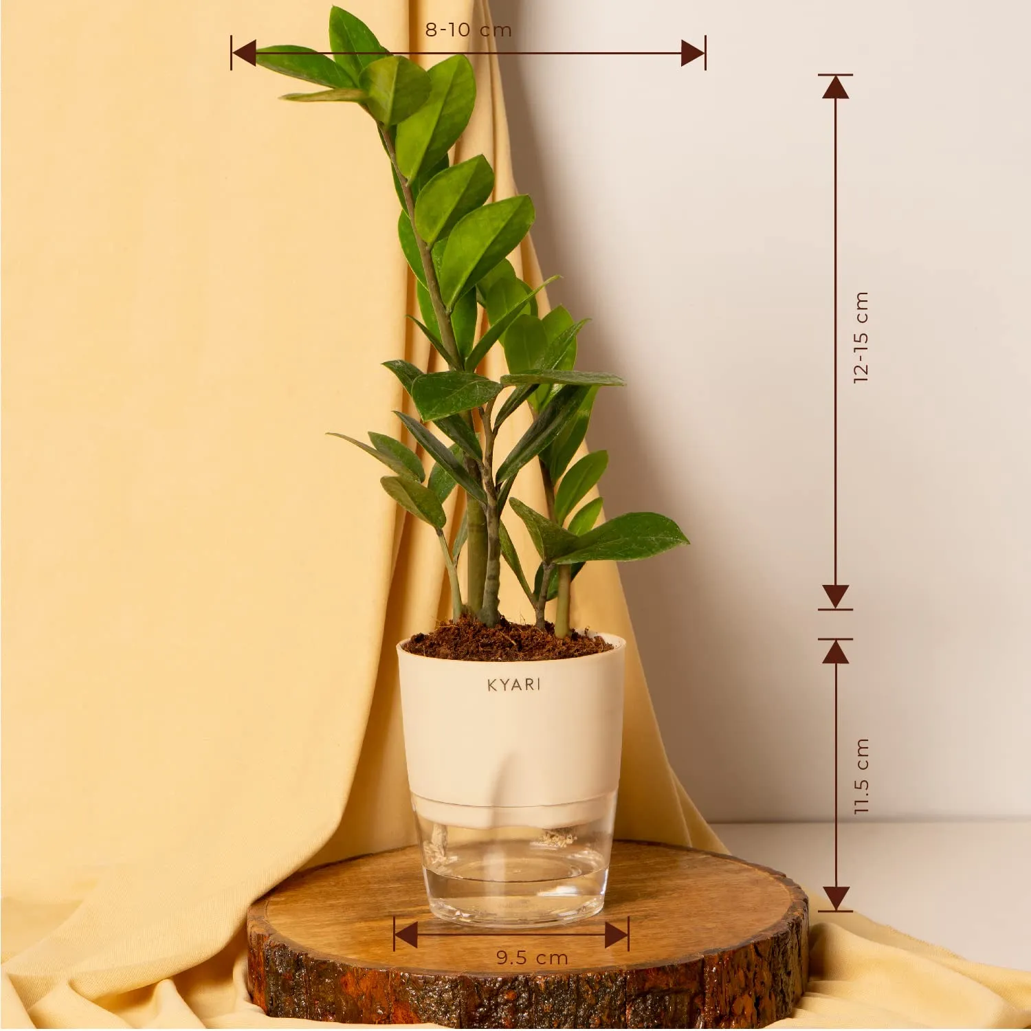 KYARI Zamia Green ZZ & Areca Palm Combo of 2 Indoor Plants for Living Room | Live Plants | Plants with Cream Pot for Home | Air purifier plants | Plants for Home Decor | Plants for garden