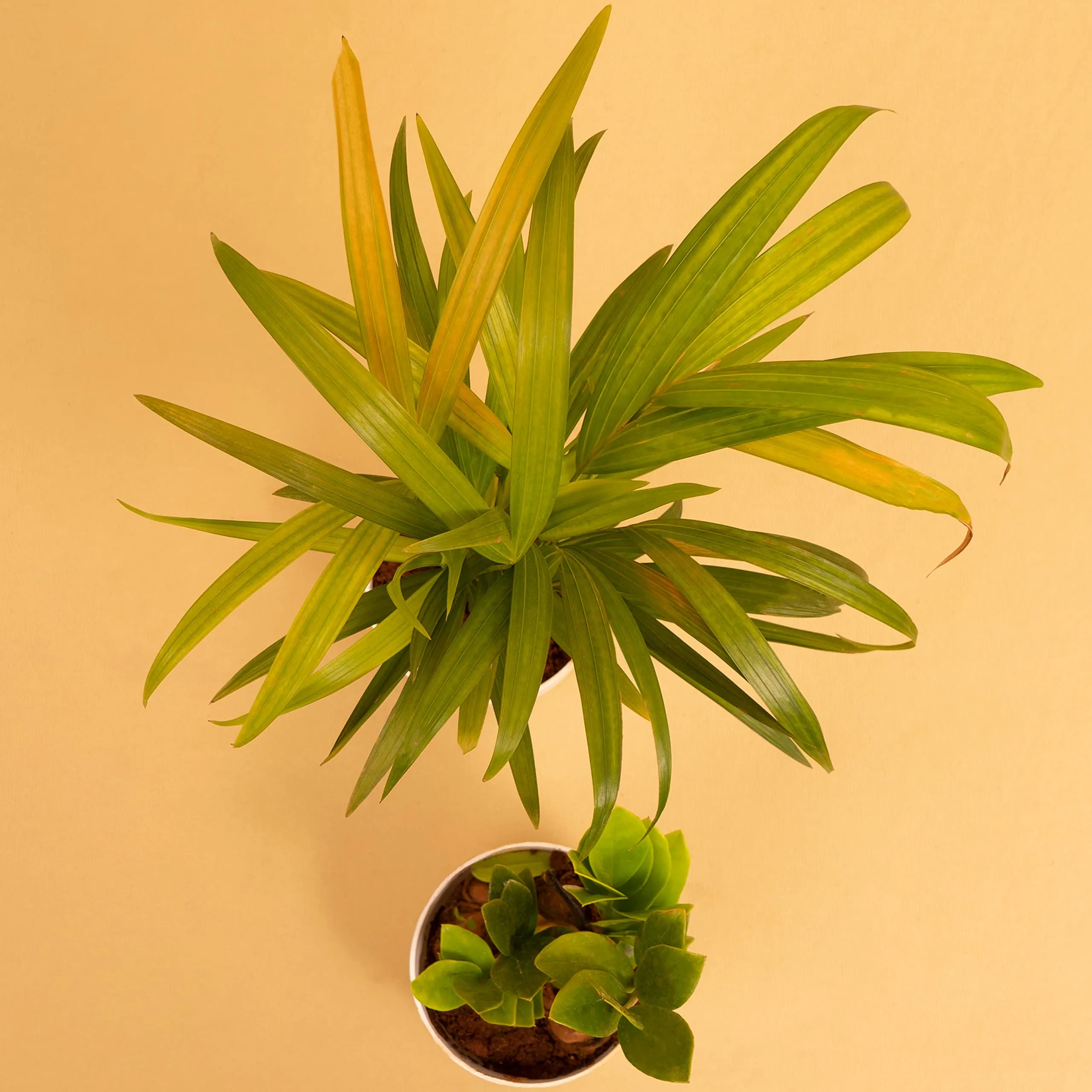 KYARI Zamia Green ZZ & Areca Palm Combo of 2 Indoor Plants for Living Room | Live Plants | Plants with Cream Pot for Home | Air purifier plants | Plants for Home Decor | Plants for garden