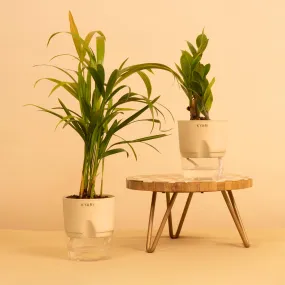KYARI Zamia Green ZZ & Areca Palm Combo of 2 Indoor Plants for Living Room | Live Plants | Plants with Cream Pot for Home | Air purifier plants | Plants for Home Decor | Plants for garden